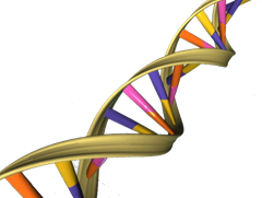 DNA_Double_Helix
